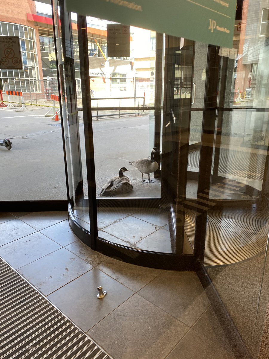 Reasons I like Edmonton, number 62: Canada Geese decided to nest IN the revolving door of a mall in the MIDDLE of downtown, so the building just cordoned off the door with hazard tape &amp; is telling everyone to walk around. 😂 Apparently she has 4 babies under there! #YEG #YEGdt