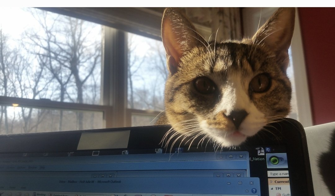 CatWombat's tweet photo. #ThrowbackFursday
@PopuIarCats #CatsOfTwitter 
11-2015 https://t.co/6xrV3tVG5R