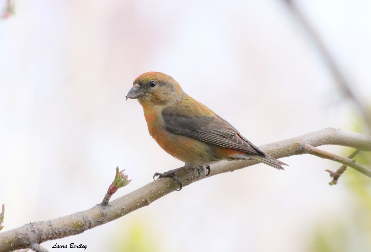 ABBestphotos's tweet photo. I figured if I continued to let the white winged crossbills eat the way they want(ALOT) their constant chittering would attract others. Still have many, still have red crossbill & now at least one pine sisken. #FinchFest https://t.co/5n9hPNXPZ5