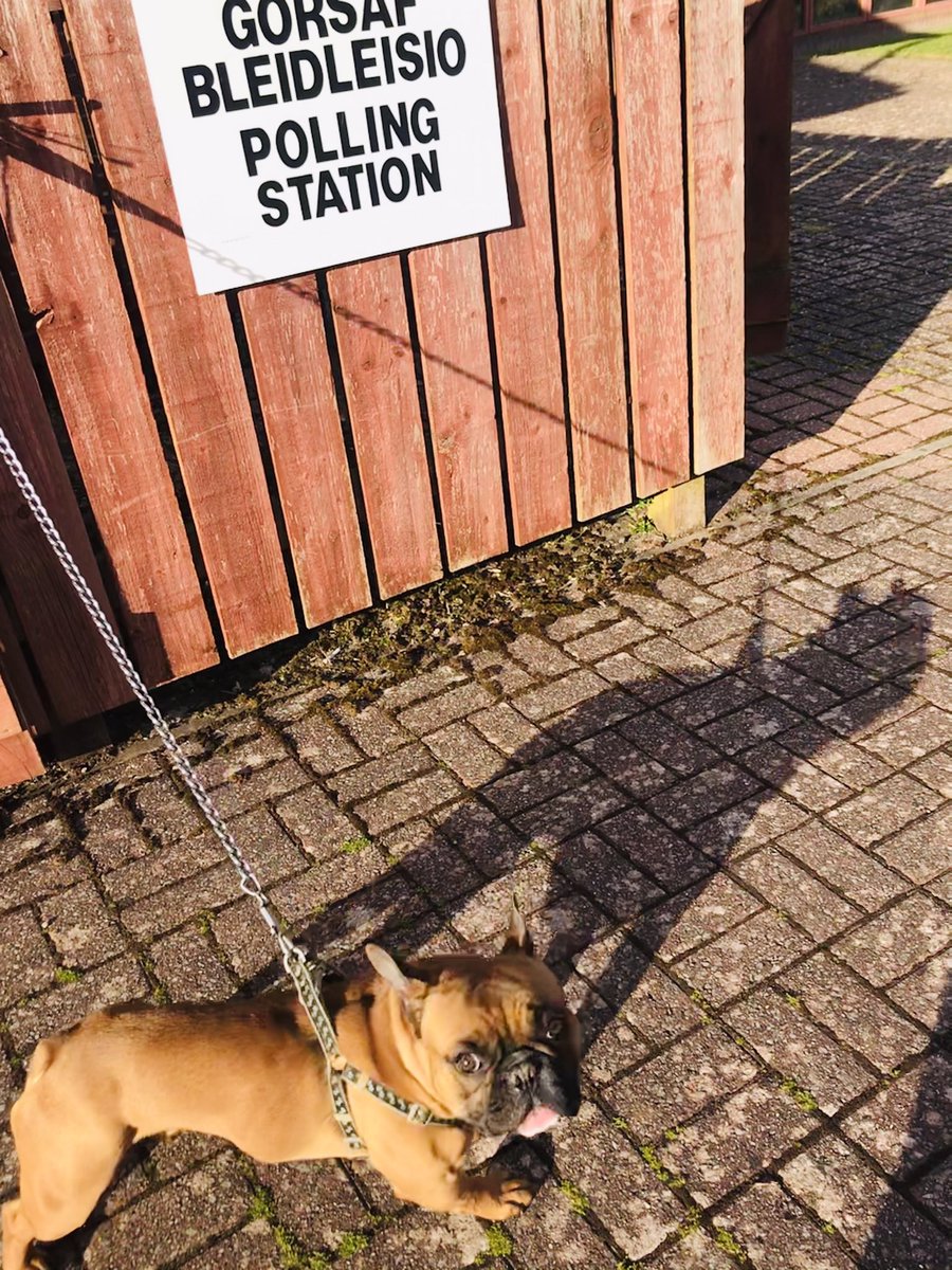 If you haven’t yet, make sure you #VoteRocky
He’s standing for the party offering free dog food/treats, dog parks open all day long! Snoozing in the sun and lots of naps If this sounds like the Wales you want to see
#PleidleisioAmRocky #dogsatpollingstations #PollingStationDog 🏴󠁧󠁢󠁷󠁬󠁳󠁿
