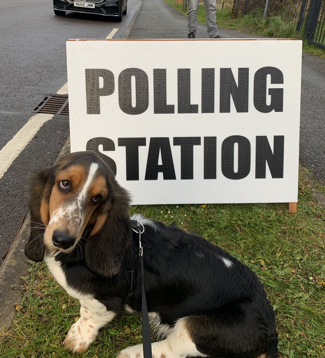 _TomRob's tweet image. Despite it being Betty’s first #dogsatpollingstations trip, she’s already a cynic