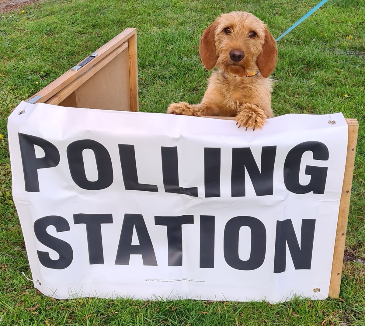 #dogsatpollingstations