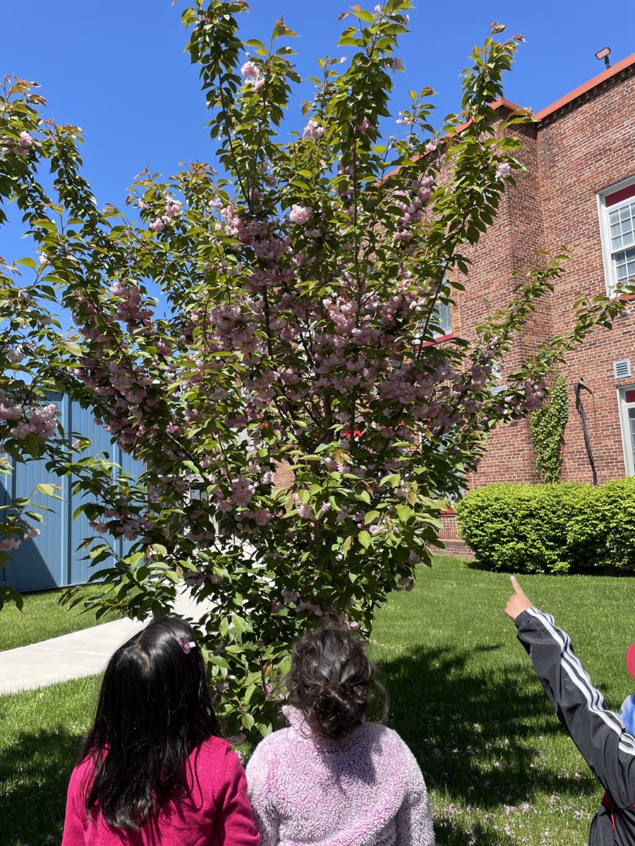 Thank you @MsMiller_J for creating this authentic learning experience for our virtual learners! What a beautiful day for a butterfly release and to all meet in person! <a href="/Hampton_Street/">Hampton Street</a> @MeadowDrMineola <a href="/MineolaUFSD/">Mineola UFSD</a>
