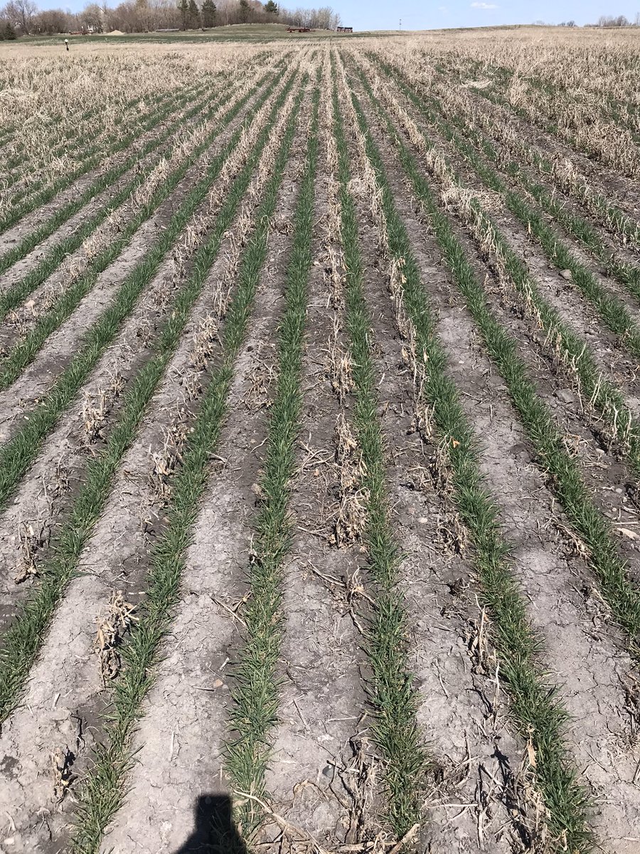 BoisvertLyse's tweet photo. Checking #WinterWheat in Langenburg SK. Although it was seeded on pea stubble the produce gave it a good start-seed treatment, shallow seeding, seeded early Sept and started fertility package. @growwinterwheat https://t.co/cb9GDHHeZP