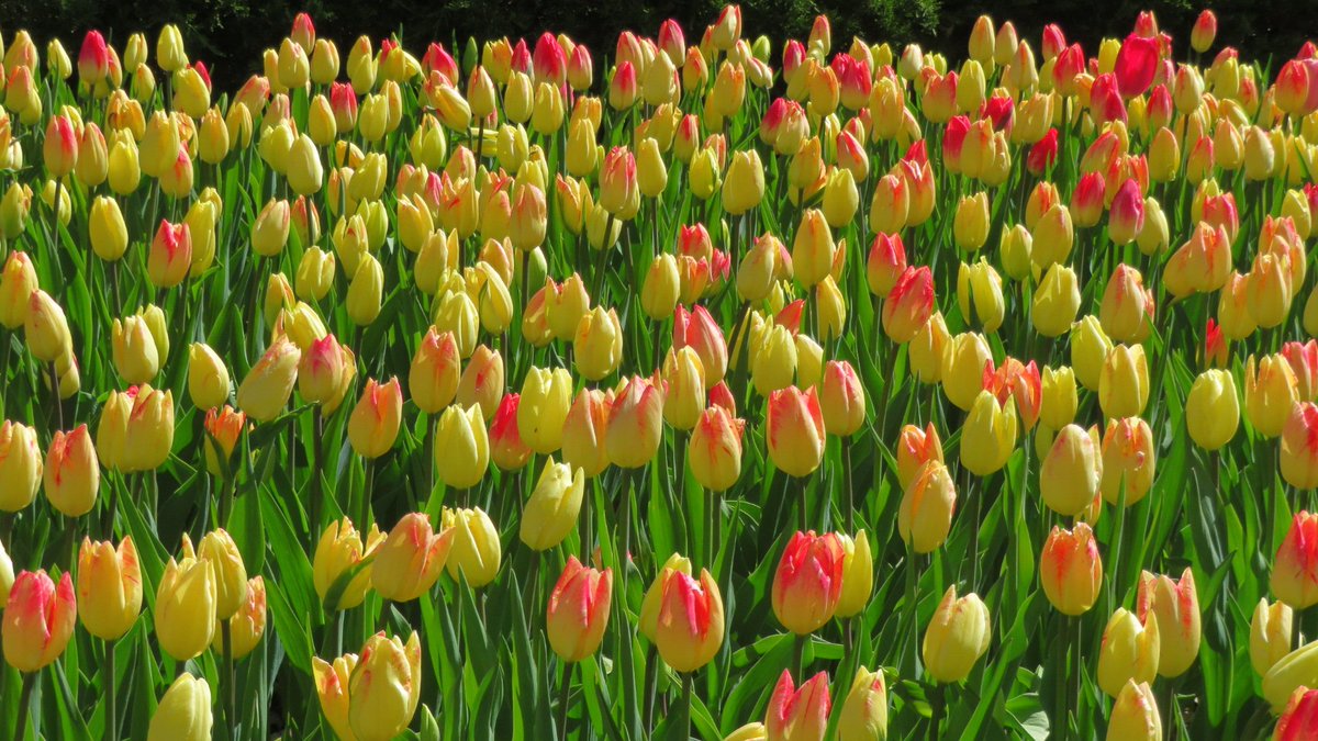 LuKing16's tweet photo. Beautiful tulips 🌷🌷🌷 at Commissioners Park.
#MyOttawa https://t.co/OQq0877d7A