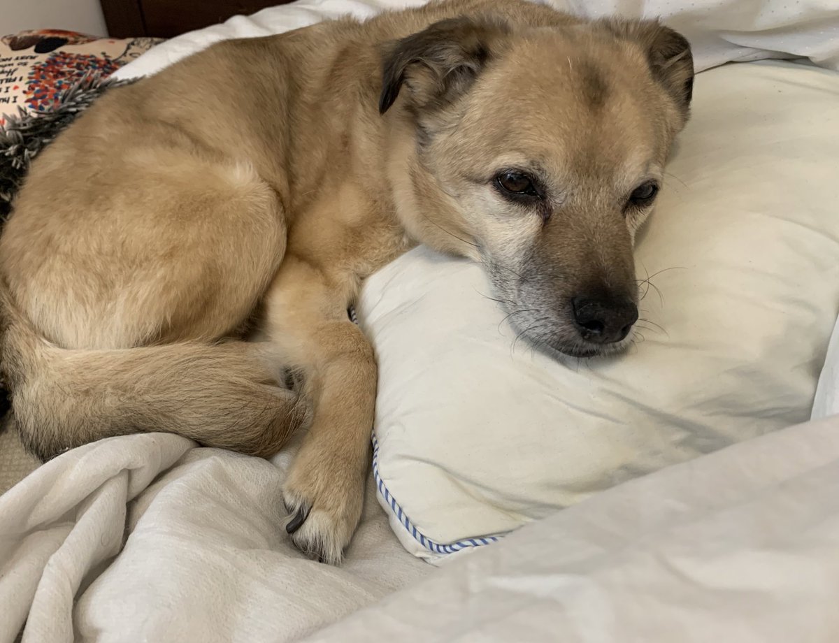 emilyandnibby's tweet image. RT if your dog is your whole world 🌏 ♥️ #dogsoftwitter