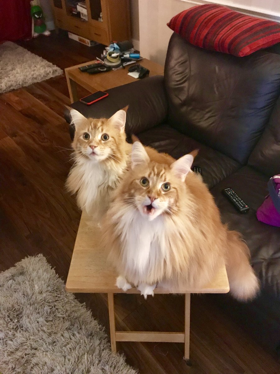 GoodMcDo's tweet image. One of my favourite photos of our double marmalade delights ⁦@buddy_gizmo⁩ for #ThrowBackThursday #cats 🦁🧡