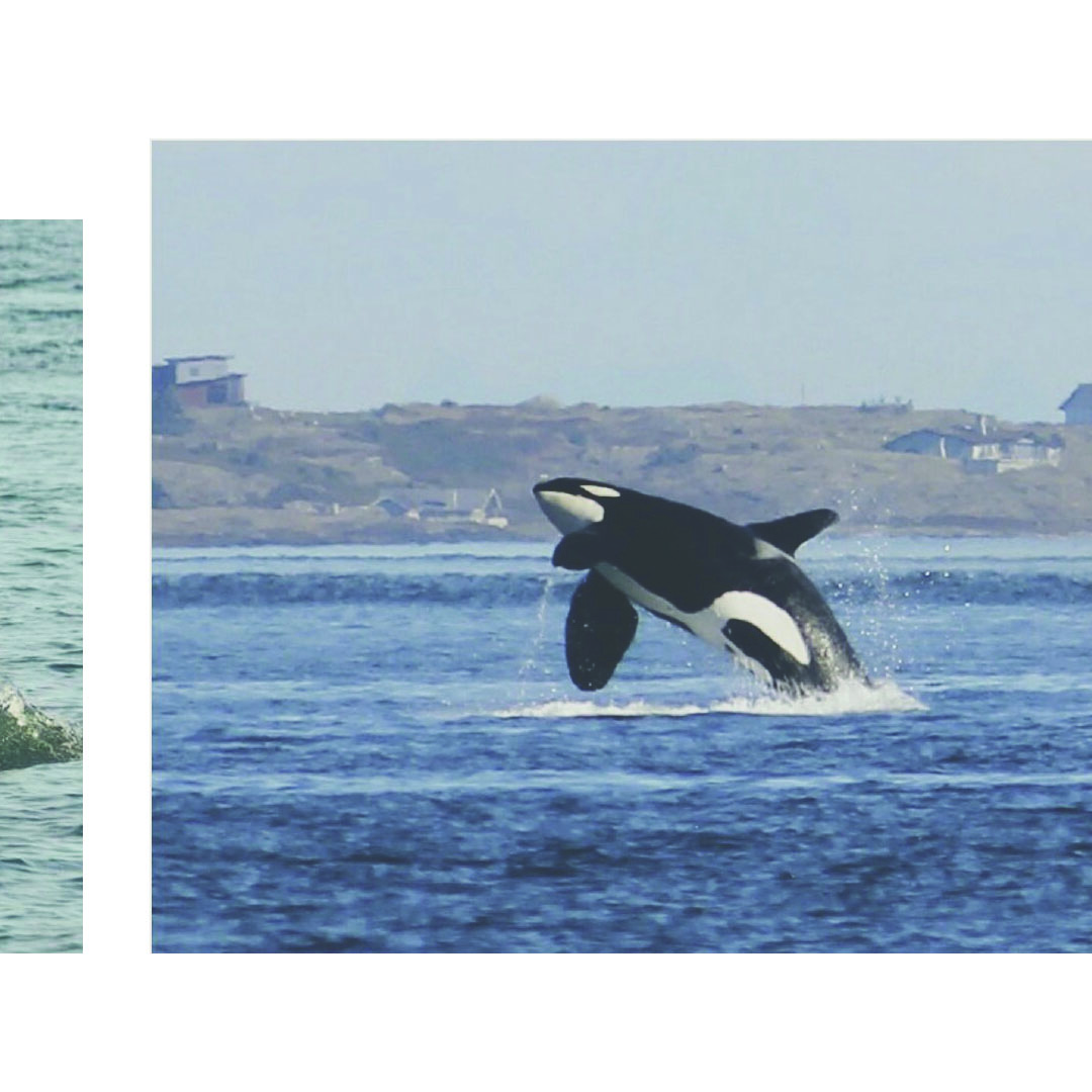 Vancouver Island Brewing (@vibrewing) on Twitter photo Introducing our Pod Pack 2021!
🐳 Tahlequah - <a href="/Mayne/">Maryanne Keeney</a> Island Brewing Company (Mayne Island)
🐳 Solstice - @Ace Brewing Company (Courtney)
🐳 Mike - @Whistle Buoy Brewing Company (Victoria)
🐳 Wave Walker - @Ucluelet Brewing Company (Ucluelet) Introducing our Pod Pack 2021!
🐳 Tahlequah - <a href="/Mayne/">Maryanne Keeney</a> Island Brewing Company (Mayne Island)
🐳 Solstice - @Ace Brewing Company (Courtney)
🐳 Mike - @Whistle Buoy Brewing Company (Victoria)
🐳 Wave Walker - @Ucluelet Brewing Company (Ucluelet)