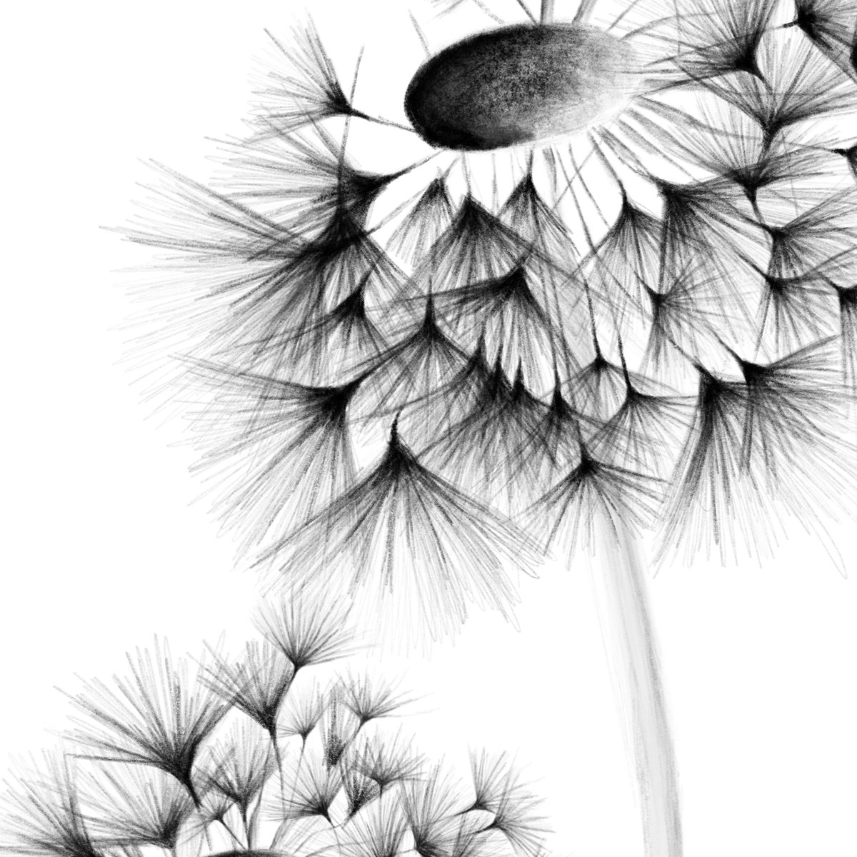 Dandelion Print | Printable Wall Art | Dandelion Seeds Wall Art | Wildflower Print | Black and White Art | Botany Prints | Charcoal Print etsy.me/2QRgPlr a través de <a href="/Etsy/">Etsy</a> 
#prints  #homedecoration