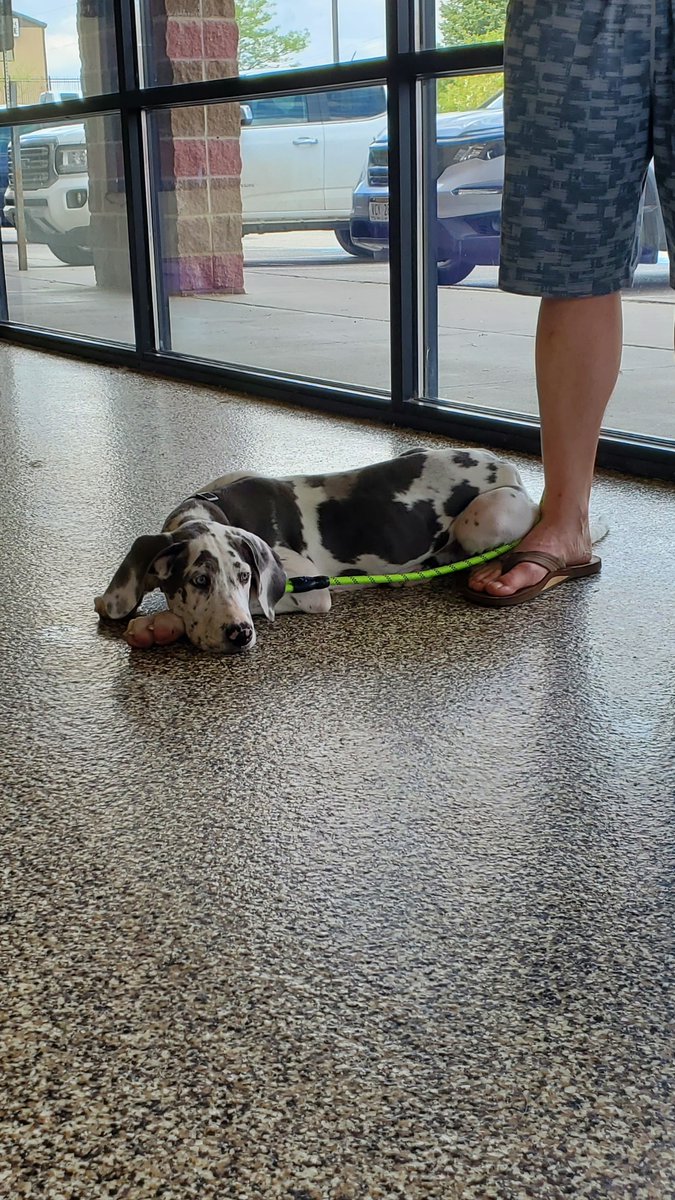 BigMooseDogTrai's tweet image. Mental Exercise IS more tiring than physical exercise!!

#greatdane #puppykindergarten #earlysocialization