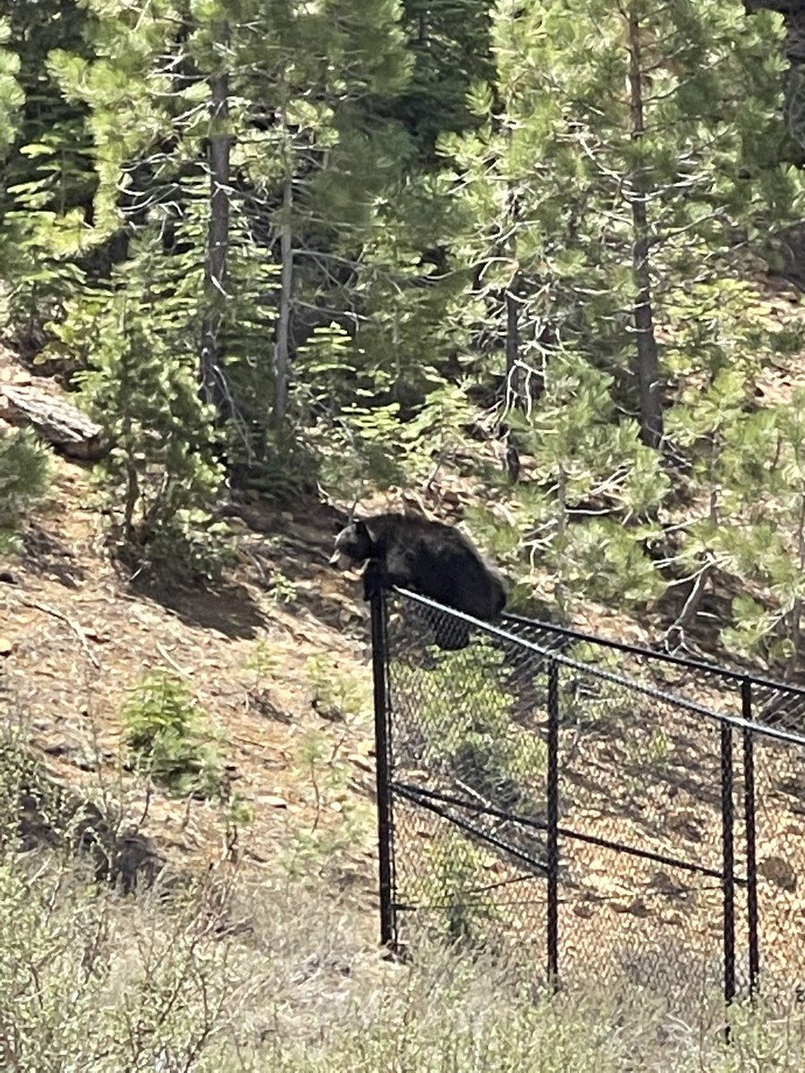 Potential athlete heard about our teams undefeated season and wanted to join the @VikingsSTHS team, told him to focus on the books and weight room until Spring Sports were over, he didn’t like my answer so he hopped the fence to get some work in!