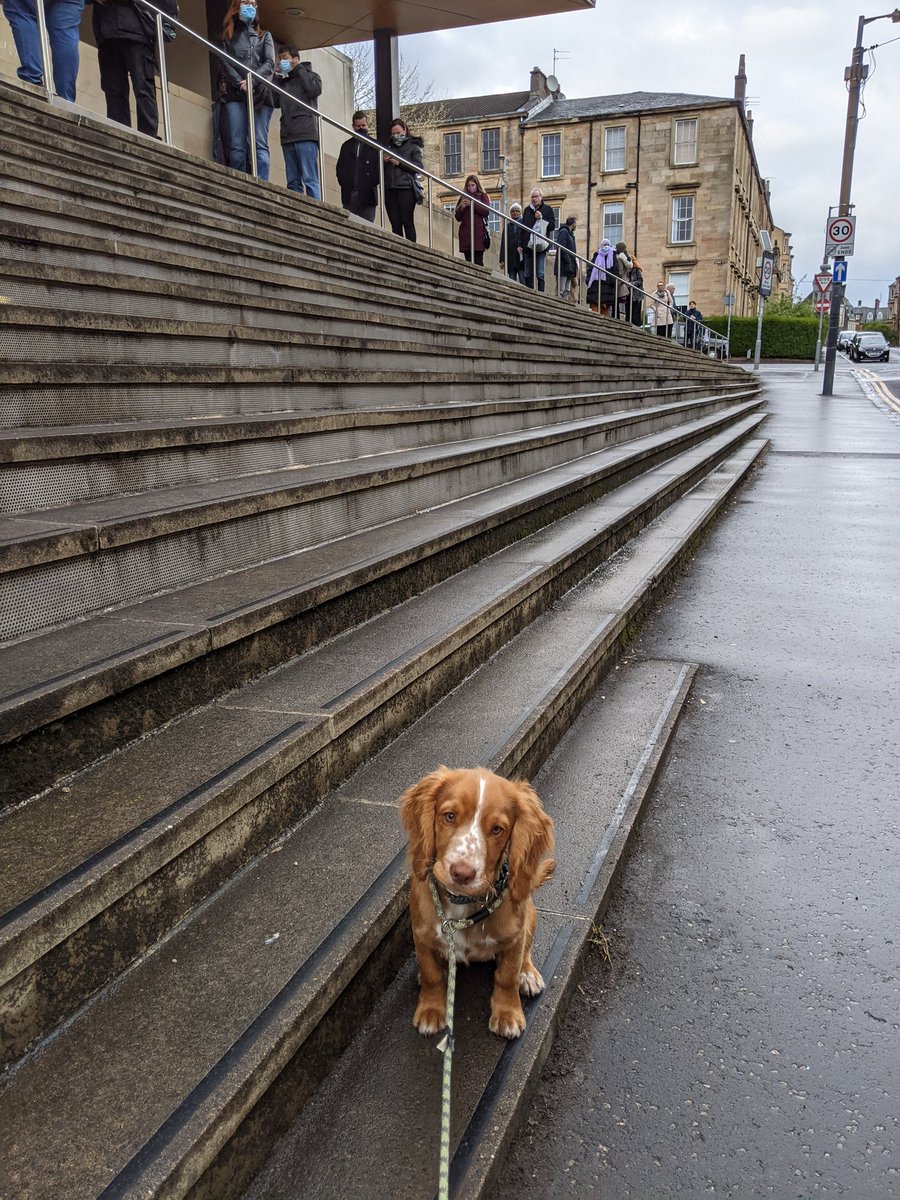 Jura doing her duty as a citizen. #dogsatpollingstations