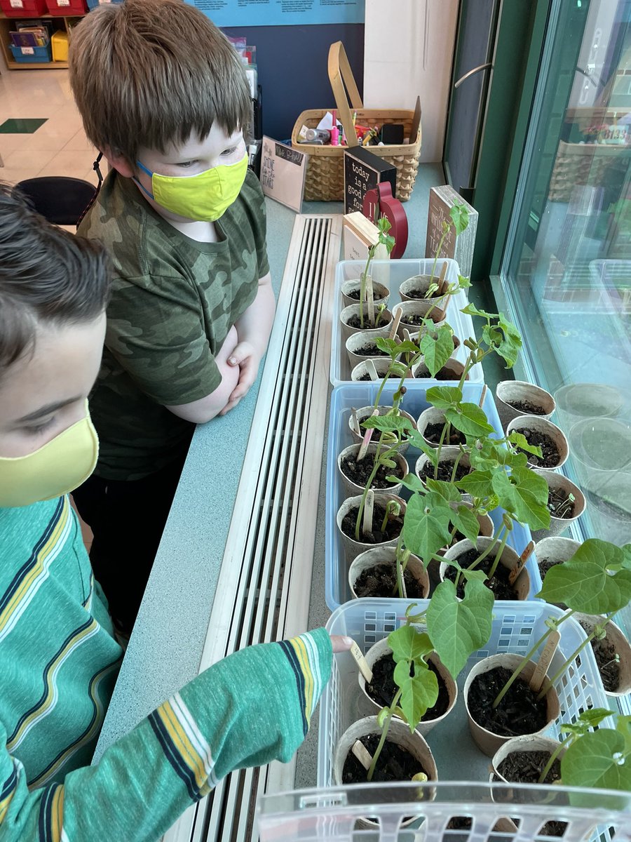 MrsSchellJTPS's tweet photo. π₯°....And the answer is.....YES! Our seeds π± most certainly have grown! So exciting!πͺ΄#secondgradescientists https://t.co/vrpzS0kZ5Y