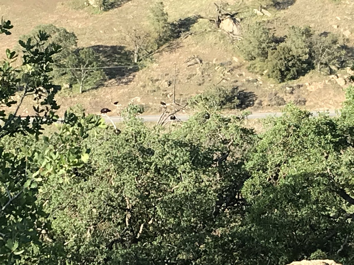 The ravens (who normally hang in my mom’s trees) have returned and are now hanging out with the condors in the same tree. I’m not sure how I feel about this bird alliance...
