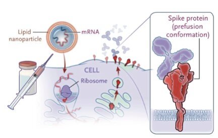  Qu'y a-t-il dans les nanoparticules de lipides de ces vaccins ?Est-ce qu'ils contiennent ce parasite transgénique (4ème photo)? Est-ce que ça pourrait expliquer tous ces effets secondaires et/ou mortels ? #NonAuPassSanitaire