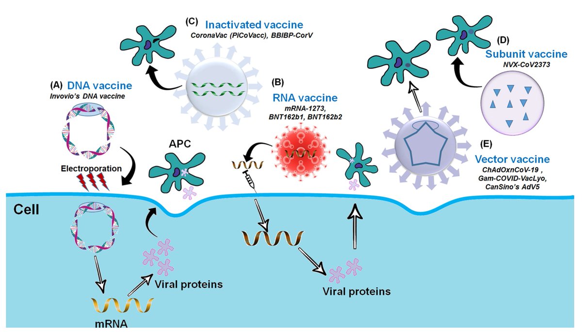  Qu'y a-t-il dans les nanoparticules de lipides de ces vaccins ?Est-ce qu'ils contiennent ce parasite transgénique (4ème photo)? Est-ce que ça pourrait expliquer tous ces effets secondaires et/ou mortels ? #NonAuPassSanitaire