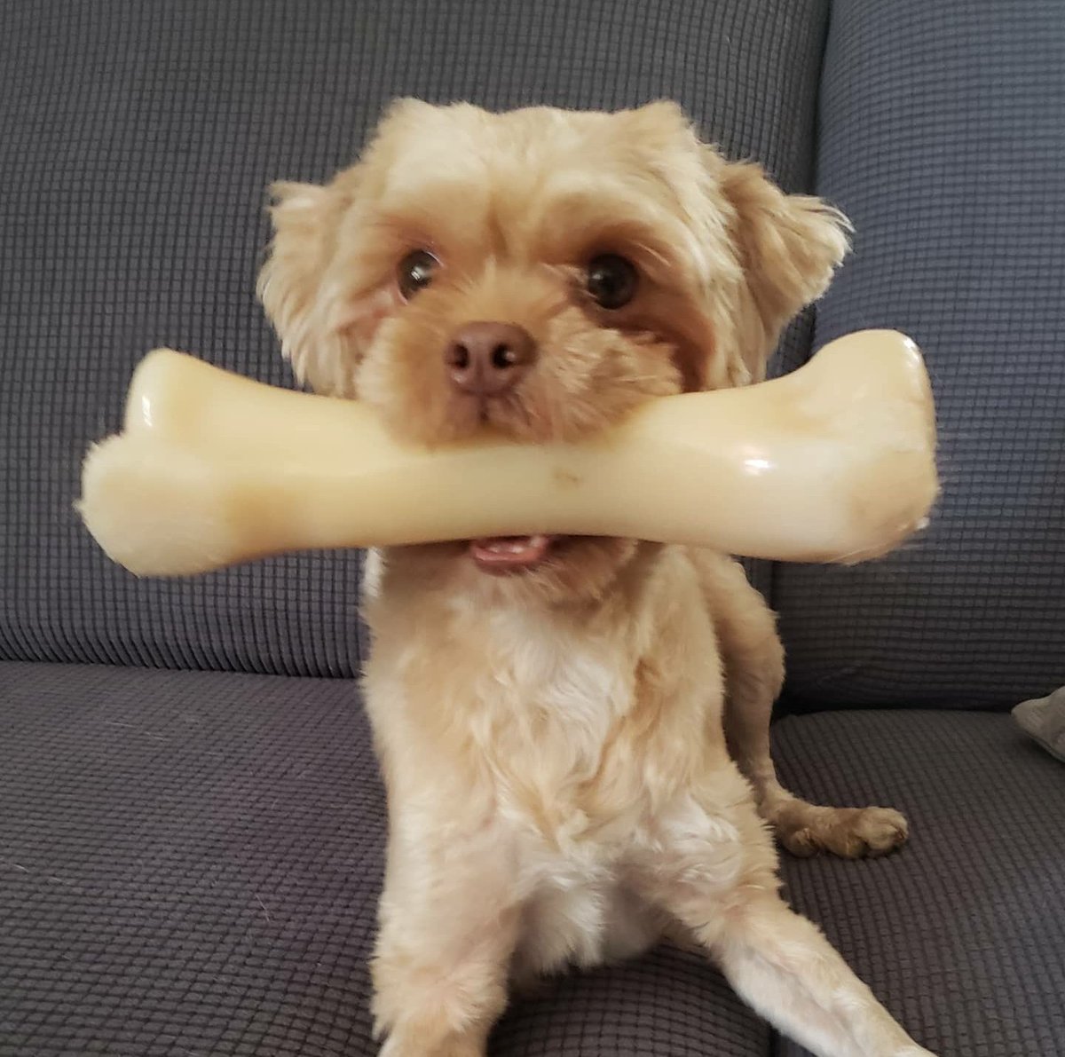 AgilitywAmanda's tweet photo. Joey the Muppet thinks he's a big dog or something 😂🦴🐶
#dog #cutedog #dogphoto #dogwithbone #dogwithabone #dogbone #littledog #littledoglife #doglife #dogslife #lifewithdogs #dogloversfeed https://t.co/RLlpTMaHdQ