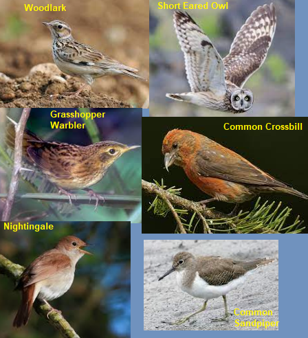 TSnurkle's tweet photo. Seriously though if you are a bird novice look up Crossbills. They actually exist. Nature's wacky. It's like something a child would draw.
IMA MAKE BURD WIT BEAK THAT OVERLAPS FOR A JOKE LOL. LETS GO PLAY POGS OR SOMETHING.
I'm down with the kids. https://t.co/6r9BxomKKw
