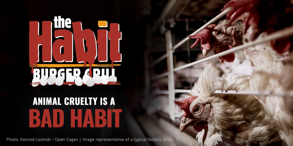 ColombeAingeal's tweet photo. @habitburger Hens are sentient, intelligent animals and do not deserve this brutality, @HabitBurger! 😡  @yumbrands https://t.co/MtOzTg4Fzd #NotYum #BrutalHabitBurger