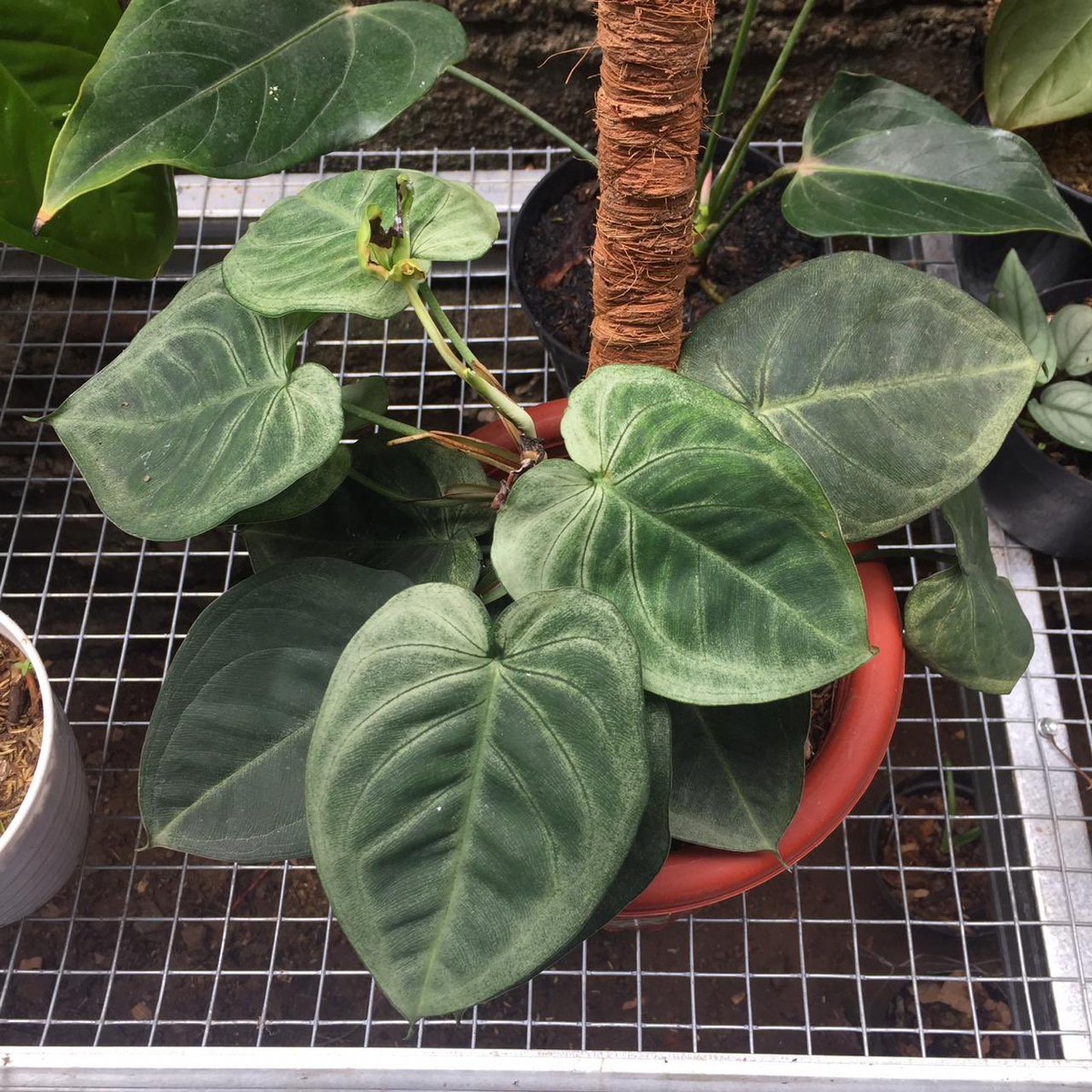 PlantsShine's tweet photo. hello friend, I'm a plant seller from Indonesia. a little info for those of you who are looking for plants you can contact me 😊😊. I sell various kinds of plants 🌿🌿

#plantshop #planthome #plantseller #seller #anthurium #variegated #plantmom #plant2021 #plantlover #plantbased https://t.co/IpnUisewcM
