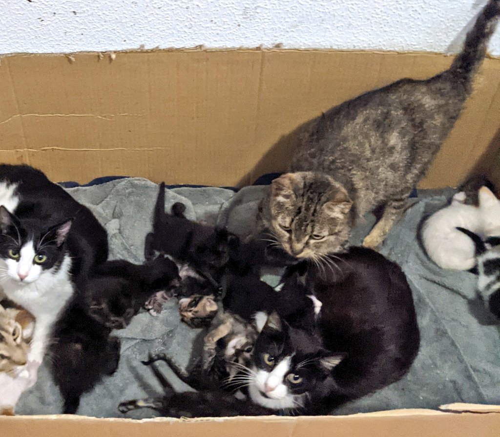 A box full of mother cats and baby cats