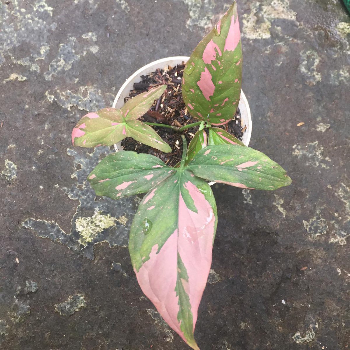 PlantsShine's tweet photo. hello friend, I'm a plant seller from Indonesia. a little info for those of you who are looking for plants you can contact me 😊😊. I sell various kinds of plants 🌿🌿

#plantshop #planthome #plantseller #seller #anthurium #variegated #plantmom #plant2021 #plantlover #plantbased https://t.co/vaKqcfncy8