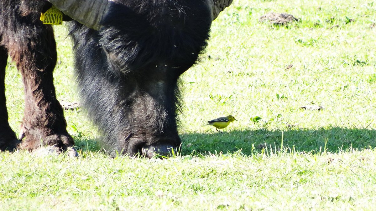 Nigel lister (@gobirdmadlister) on Twitter photo Yellow wagtail are in my mouth on my nose & toes . Is that one in your ear 😀. At kingfisher bridge <a href="/CambsBirdClub/">Cambs Bird Club</a> Yellow wagtail are in my mouth on my nose & toes . Is that one in your ear 😀. At kingfisher bridge <a href="/CambsBirdClub/">Cambs Bird Club</a>