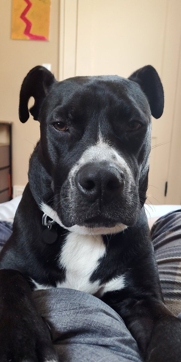 HaydenSwonger's tweet photo. My favorite pictures of my dog Duke, a long but wholesome thread https://t.co/Csuq95uh5c