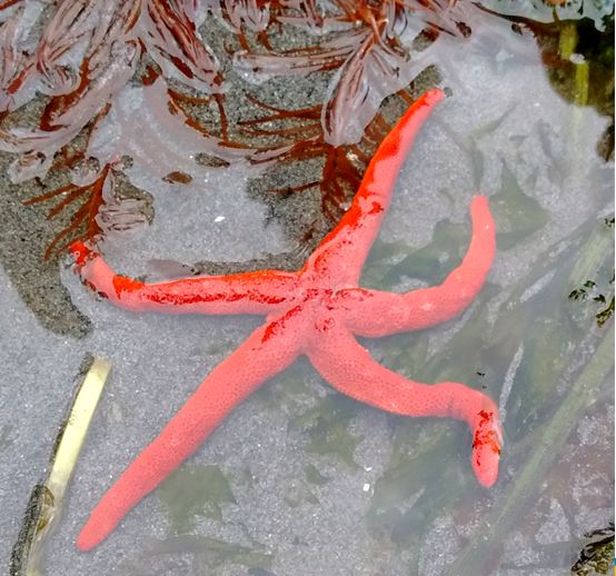 We extend a BIG THANK YOU to those who donated for #GiveBIG! It's wonderful to be in a caring community that supports environmental education, whether it's on the beach, online, or both. We're excited to explore new pathways with you all and to give back to this lovely community!