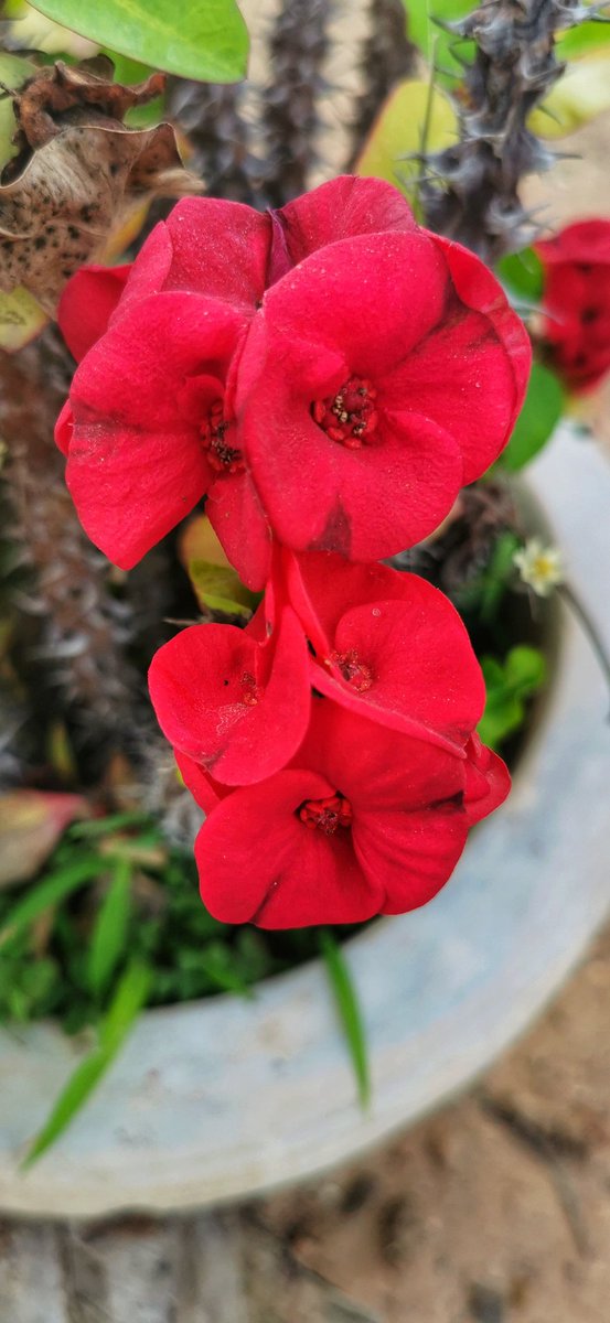 AliamsiPhoto's tweet photo. Un peu de couleurs sur votre TL.
#Flowers #Fleurs #زهور #Flores #花卉 https://t.co/12MCH272QI