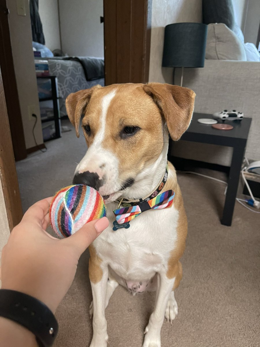 jordanbeverlyyy's tweet photo. pride pup🏳️‍🌈 https://t.co/JnbZQT5c3f