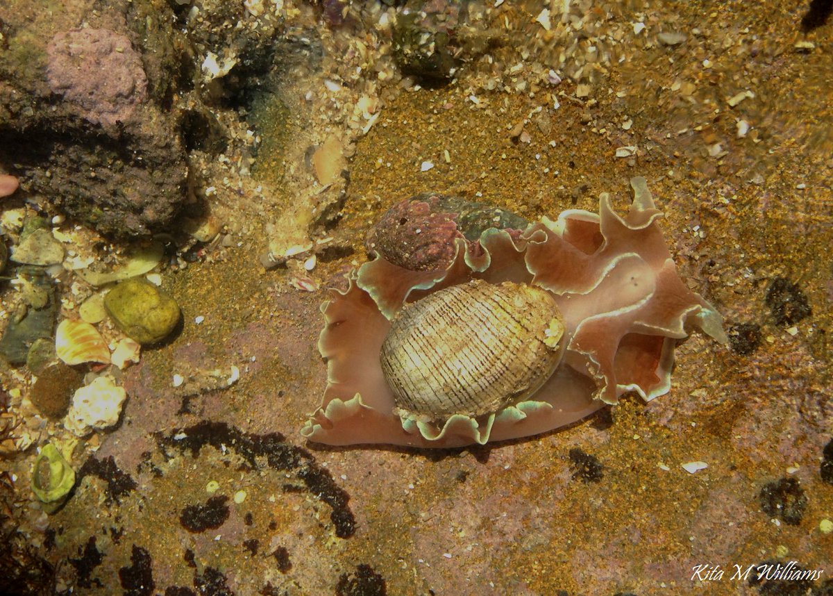 SeaSpongeCake's tweet photo. Some more snaps of the little rose petal bubbles from yesterday ☺️

Hydatina physis / Rose petal bubble shell 🐌
Hand for scale 🤚🏽

#Mollusc #BubbleSnail #WildOz #Rockpool https://t.co/J6pBuNaYvx