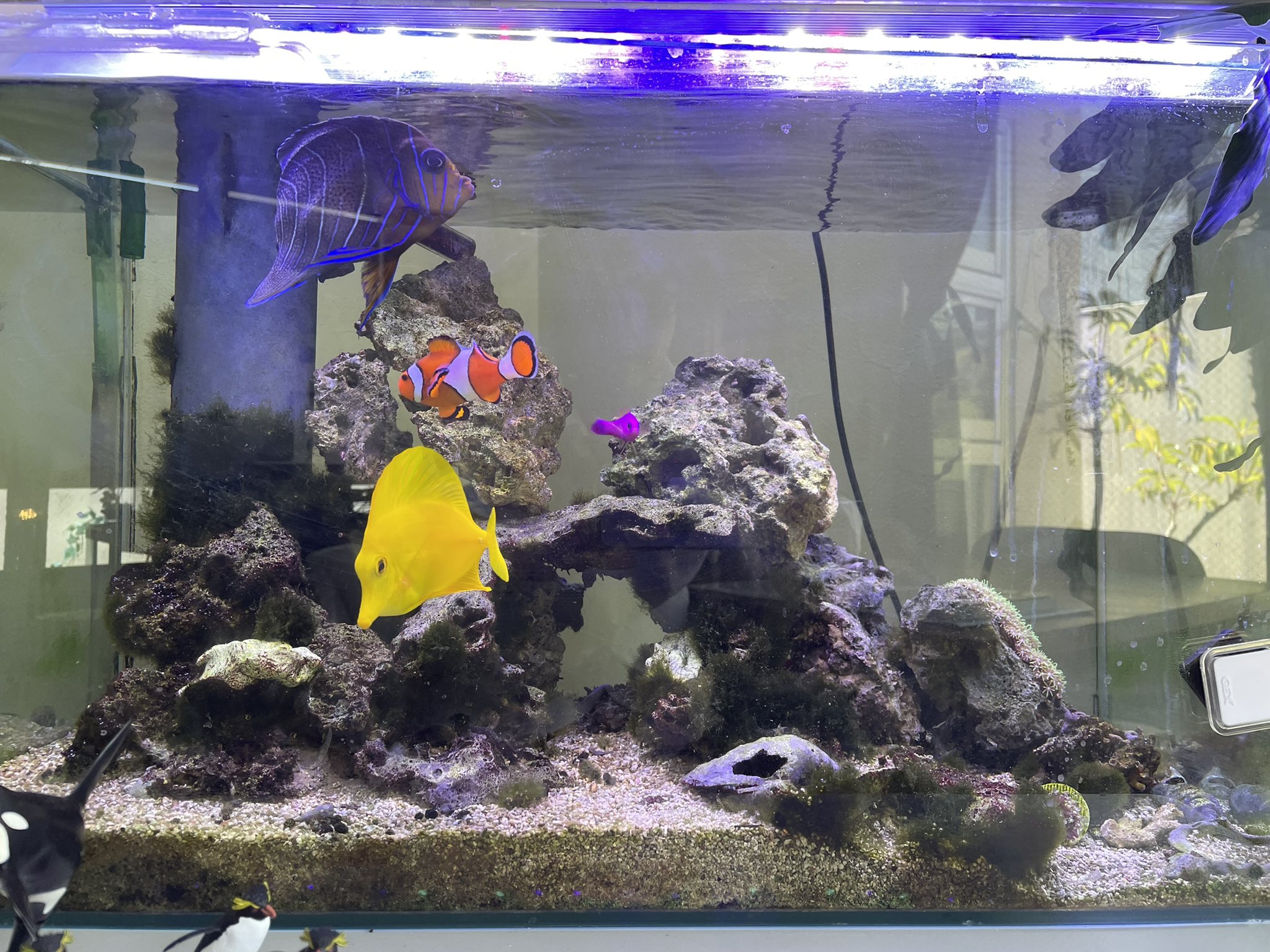 飯尾昭司 水槽綺麗になった 海水魚水槽 海水魚飼育水槽 海水魚のいる生活 海水魚水槽がある暮らし しょーじ ジオデザイン T Co Azjqfoilti Twitter