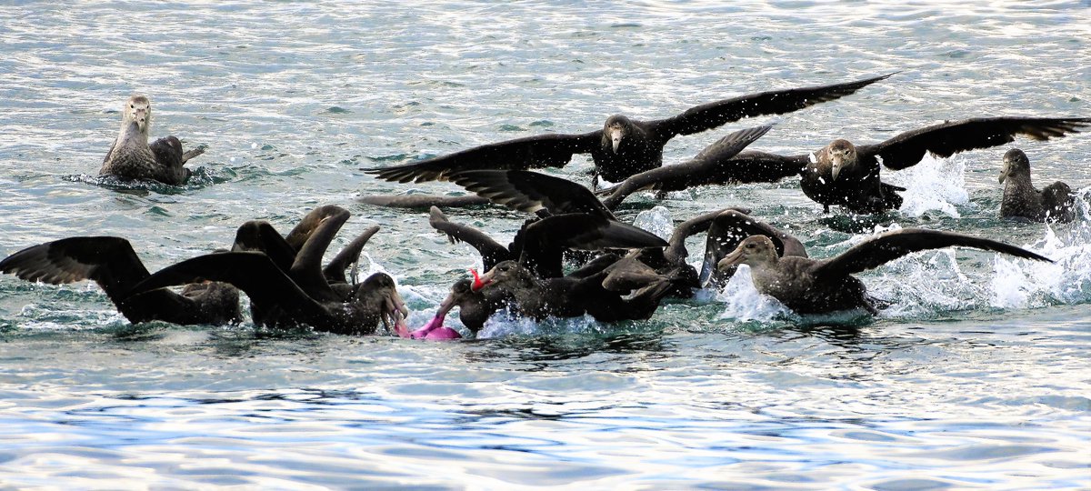 #giant #petrels fighting over the left overs from an #orca #kill #sealionisland #falklandislands