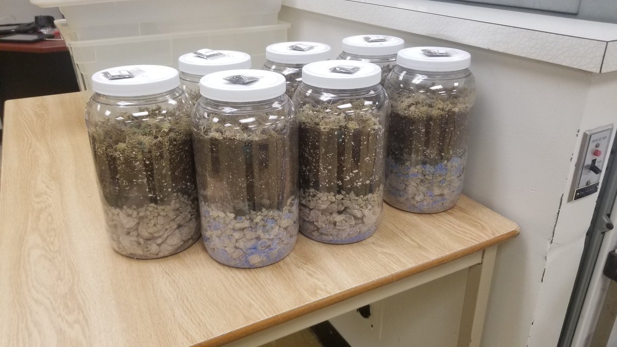 Thank you <a href="/GHAOntario/">Greenhouse Academy</a> ! We are beginning our #Terrarium projects, including our remote students! We will learn about the water cycle, closed environments &amp; local Environmental/Agricultural careers too! 
<a href="/CollegeavenueSS/">College Avenue SS</a> <a href="/TVDSB/">Thames Valley DSB</a> <a href="/TVDSBGlobal/">TVDSBGlobal</a> #ecosystem