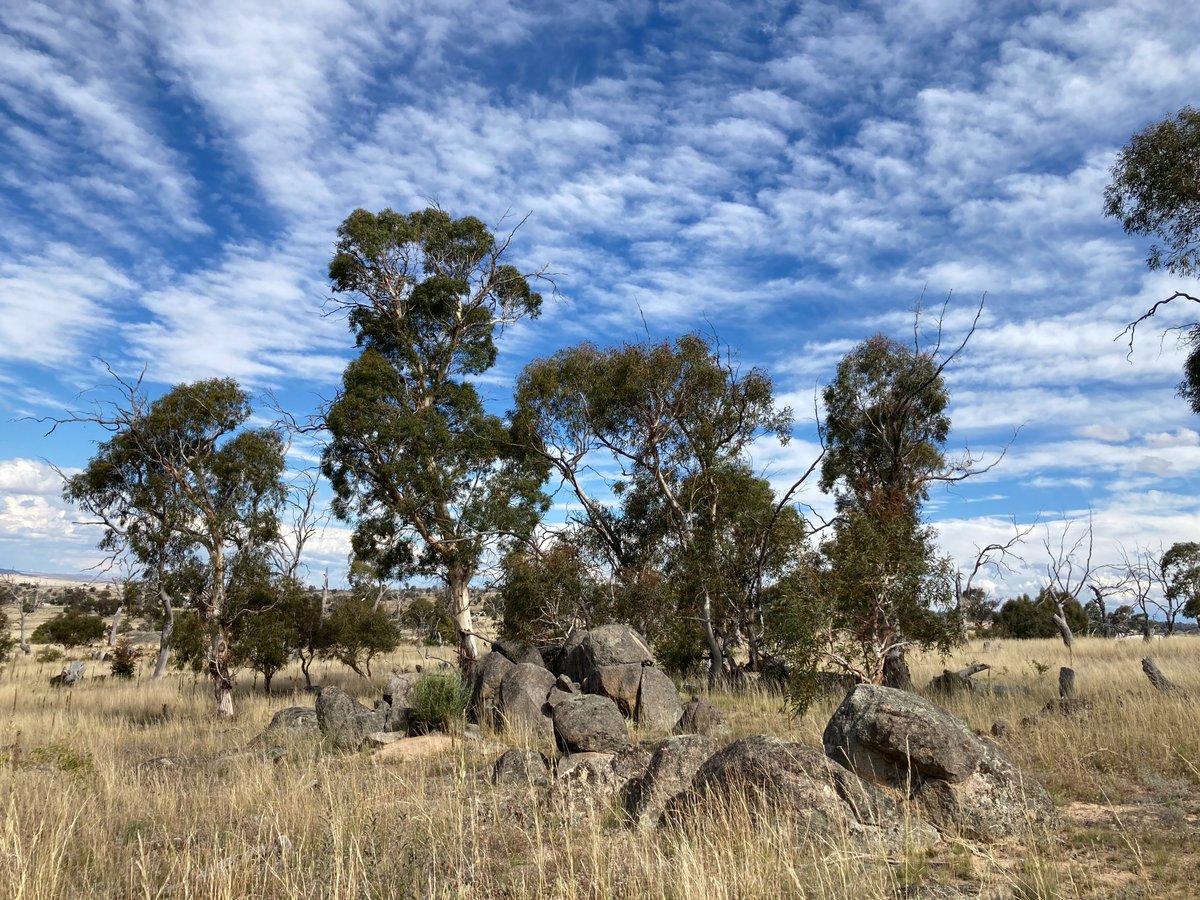 EucDieback: Microbes for forest health tweet media