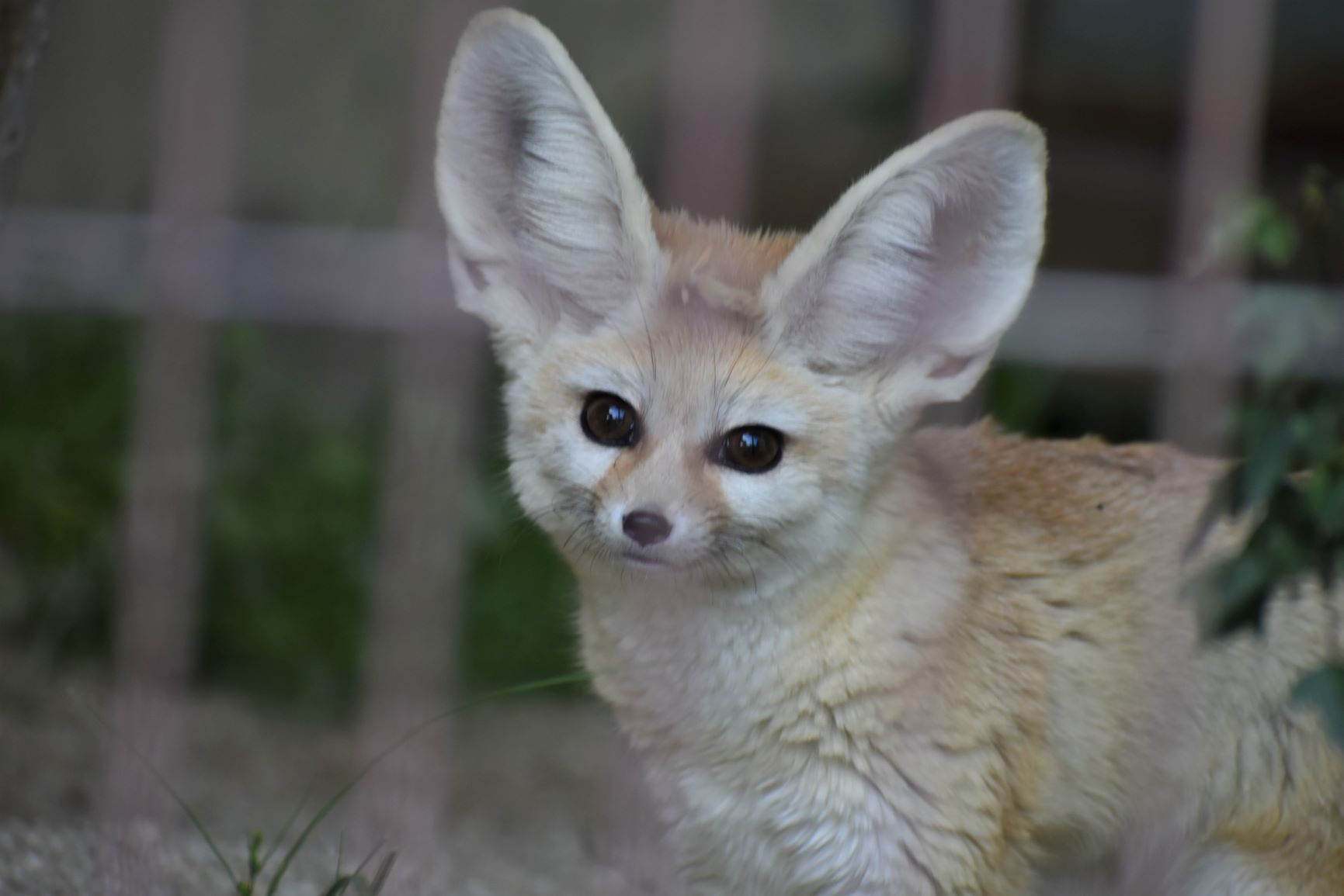 名古屋市東山動植物園 おはようございます 見つめられました 今日はキキの誕生日です 現在 土日祝 またgw中の平日の事前予約制を行っています 本日も対象日です 下記をご覧の上 必要な方はご予約をお願いいたします T Co
