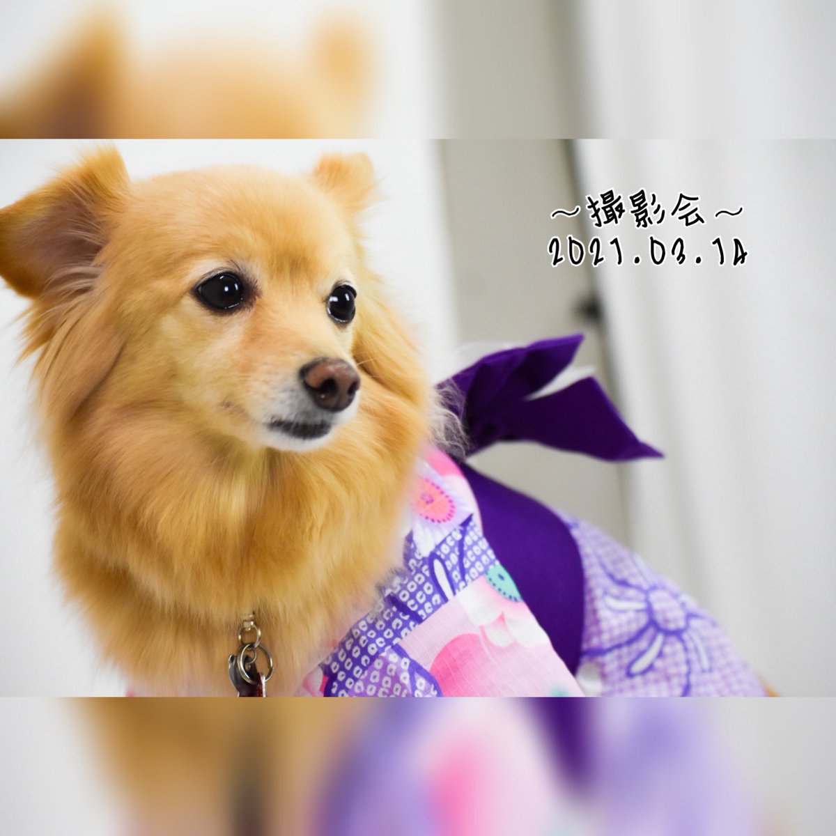 0zero_Grief's tweet photo. 2021年5月お写真③
https://t.co/BGjU62oEmv…
#わんちゃん
#着物
#写真
#撮影会
#ペット https://t.co/Jhx55DqRQk