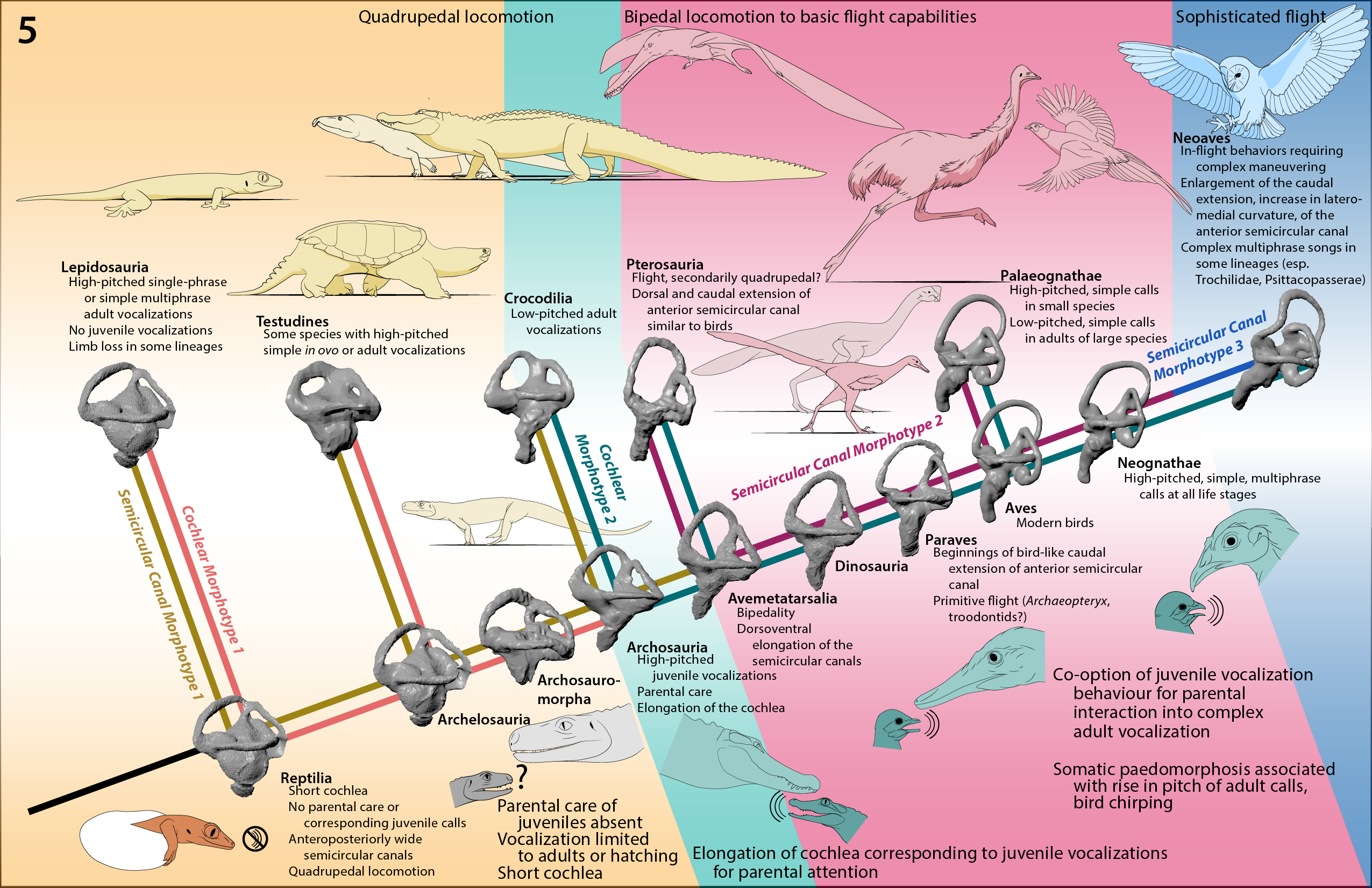 Bhart Anjan S Bhullar Highlights The Semicircular Canal Vestibular System Seems Informative Re The Ways In Which Reptiles Move There Are Different Shapes Associated With Four Legged Walking Two Legged Walking And Simple