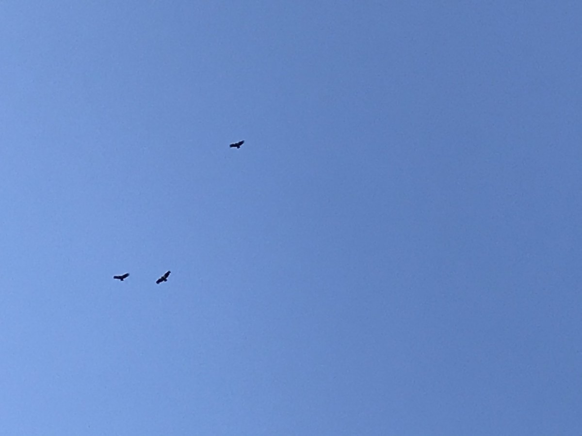 Mom had to run errands and leave the house. Thankfully they didn’t trash it the moment she left but she did return home to 6 circling overhead. Our theory is they go off to do condor things like look for food during the day but they always return for cocktail hour in the evening