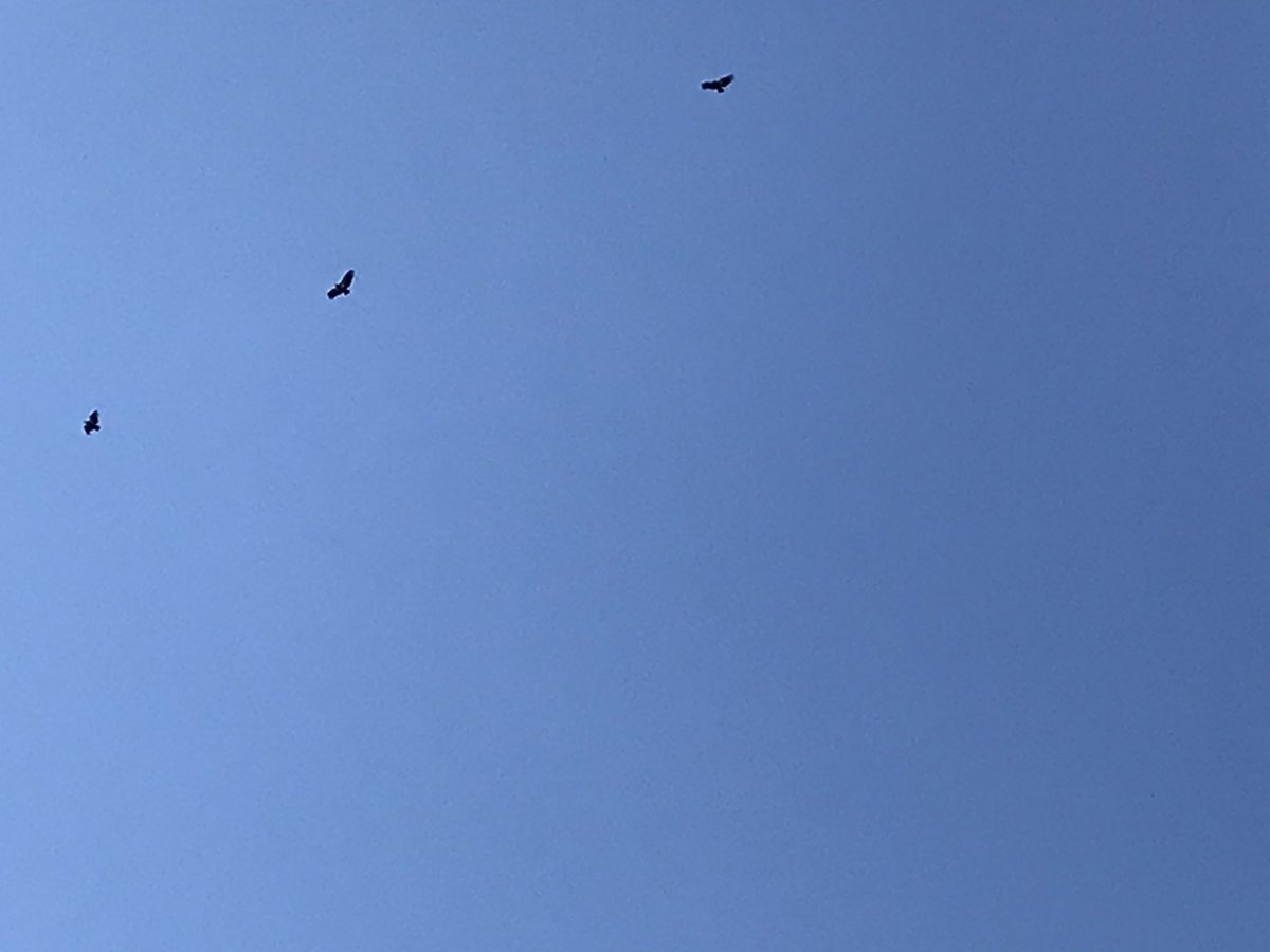 Mom had to run errands and leave the house. Thankfully they didn’t trash it the moment she left but she did return home to 6 circling overhead. Our theory is they go off to do condor things like look for food during the day but they always return for cocktail hour in the evening