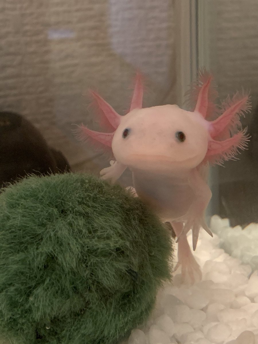 ウーパールーパー初心者