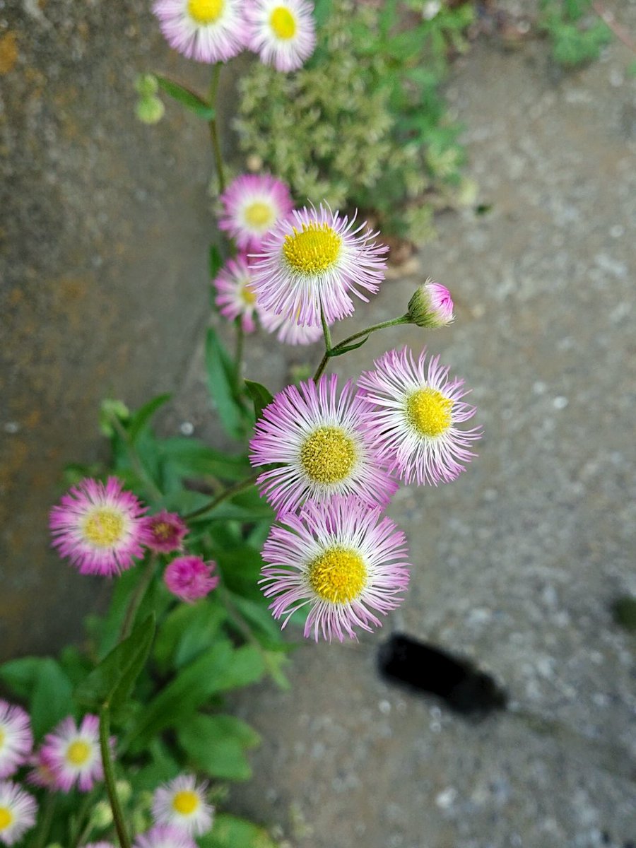 あっかんべー草