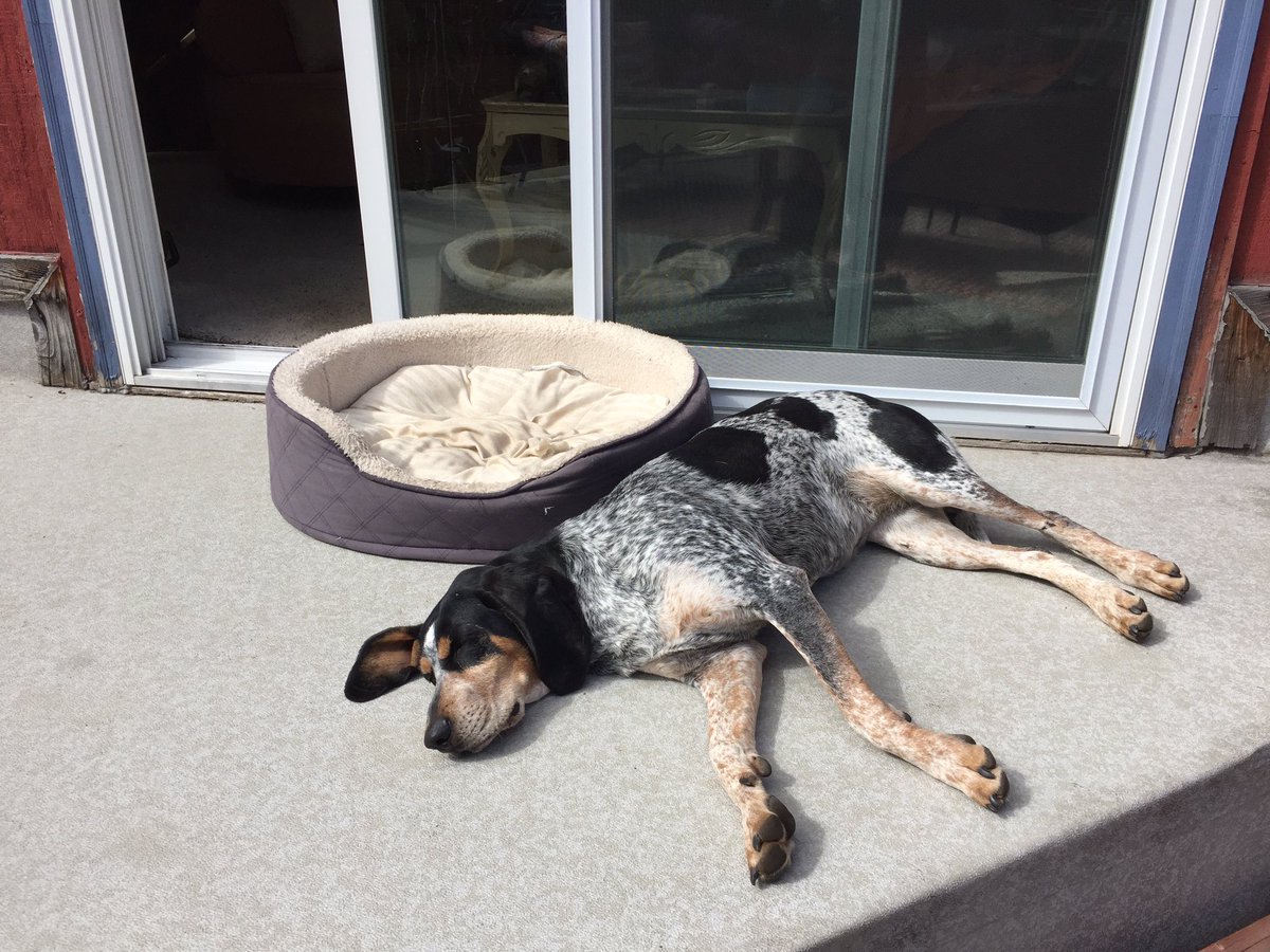 Alaska_SteveEd's tweet photo. #ZeujiBlu still working hard to figure out how the whole “dog bed” thing works. #AlaskaSpring #RescueDogs https://t.co/byVll4iWT7