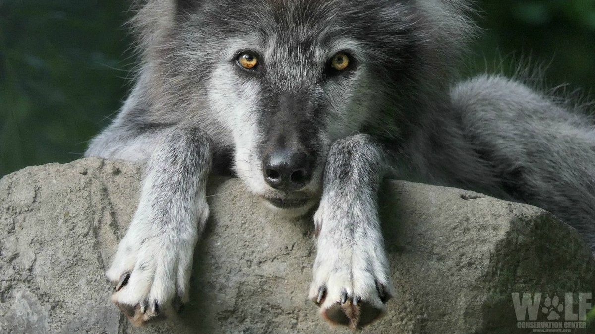 nywolforg's tweet photo. 🚨After the Trump admin ended ESA protection for wolves, Wisconsin slaughtered hundreds, Montana + Idaho took steps to kill even more.

States will continue to ignore science, ethics + tribal rights to kill wolves.

Urge Biden to restore protections now ➡ https://t.co/UTrG9dGvX9 https://t.co/iBCMmeBF0v