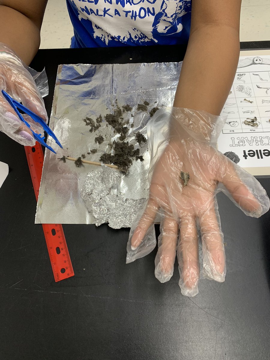 Some fun pics of our dissection today! It sure was a hoot!! 🦉