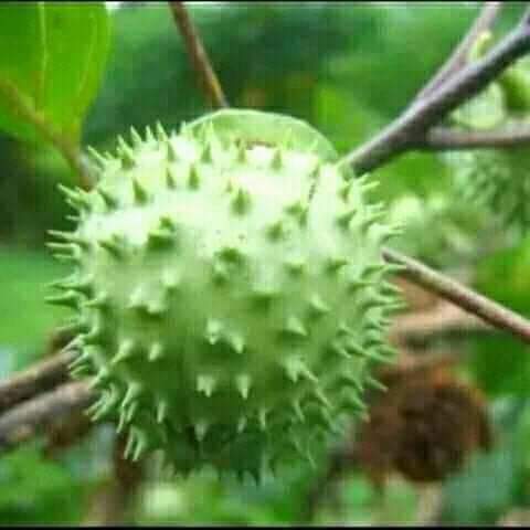 Temen gua makan ini 3 hari keliling rumah sambil ngomong "laibaikalloh humalabaik"