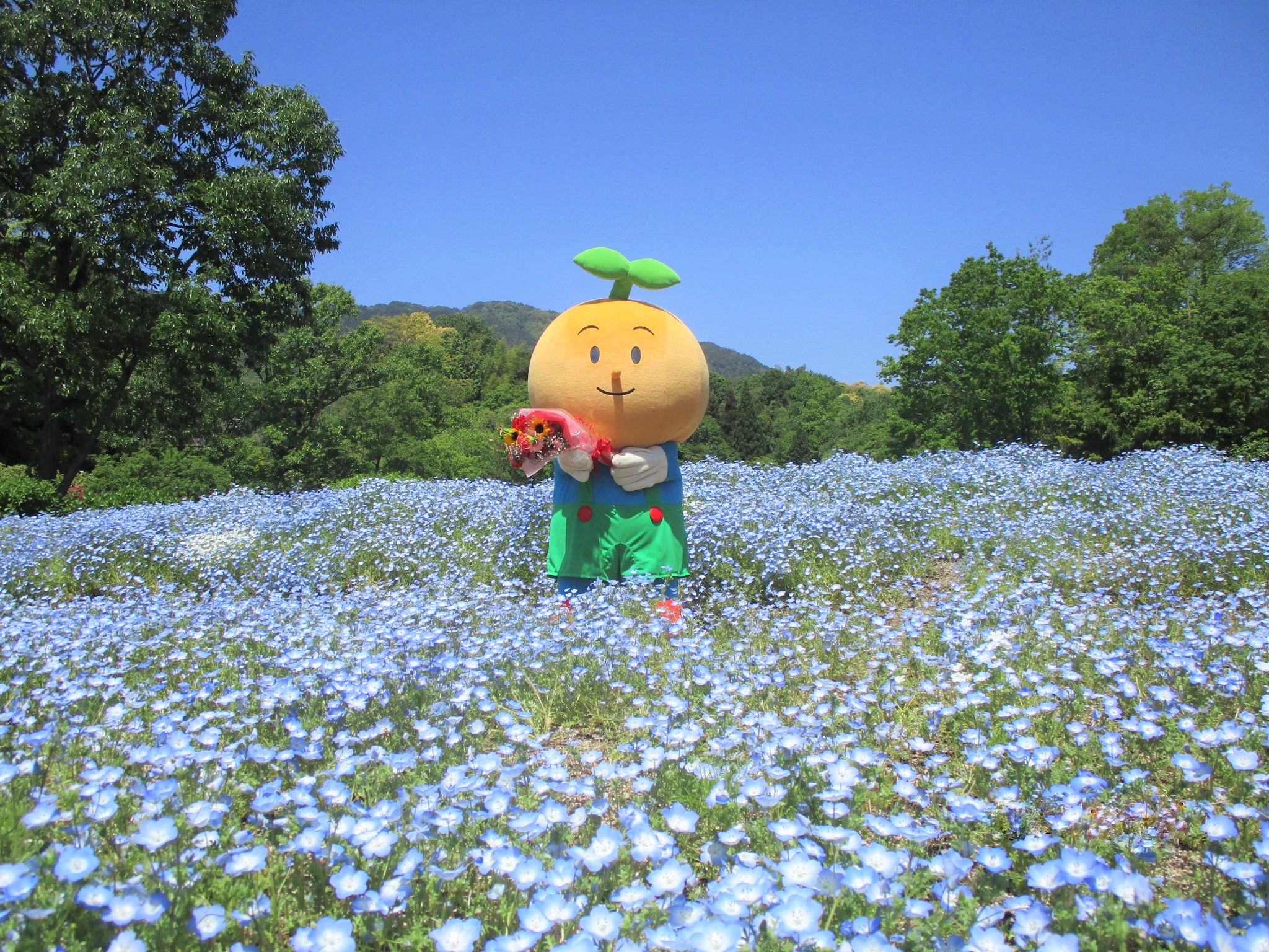 広島市 ５月の澄んだ空を映したような青い花 ネモフィラが満開です 日曜日の 母の日 に感謝の気持ちを伝えましたか 忘れていてもまだ大丈夫 ５月はまるごと 母の月 花と緑に気持ちを込めて お母さんに ありがとう を贈りましょう 遅れた