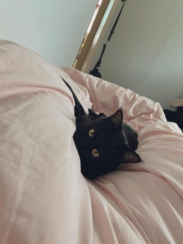 새치 (@koostav) on Twitter photo 