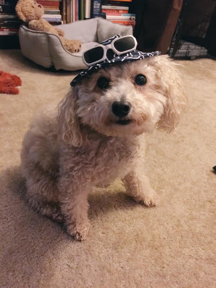 PierrePup's tweet photo. That time my human bought me a silly hat because it was on sale... #ThrowbackThursday https://t.co/EwfKRLZJI6